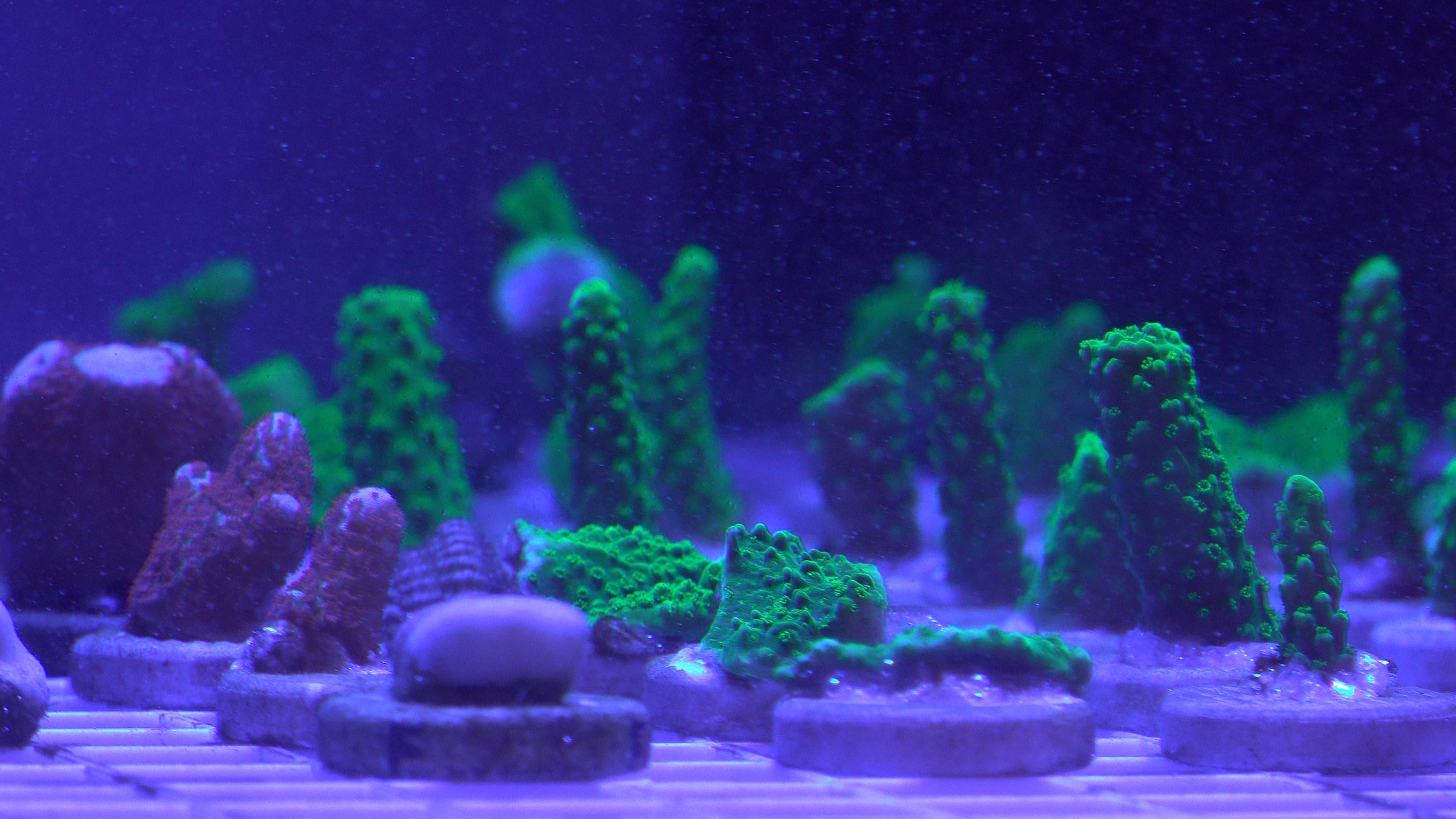 The team plans to embed nutrient-infused tiles in the concrete structure of an artificial reef. The structure will provide a solid foundation to plant juvenile corals and for coral larvae to settle on.