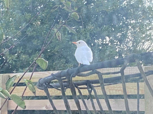 BNPS.co.uk(01202)558833 Pic: AndyTurner/BNPS A rare albino blackbird has been spotted in the back garden of a home thanks to an excited cat. Andy Turner, 54, saw the all white blackbird perched on his garden fence after his curious kitten Ozzy 'threw himself' at the glass window towards it. The leucistic blackbird was captured in camera in Weymouth, Dorset.