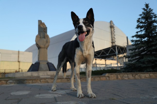 A dog on a concrete ground in Chernobyl