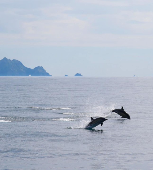 Story from Jam Press (Uninhabited Island Job) Pictured: Dolphins at the Great Blasket Island. Island with ZERO POPULATION looking for two people to run coffee shop? but there?s a catch An isle with a population of zero is looking for two people to run a coffee shop? but there is a catch. Great Blasket Island is hiring a pair of caretakers to live there this summer. But, despite it having no residents, there will be a lot of customers to serve. Because the isle off the coast of Dunquin, near Dingle, Ireland, does attract 40,000 holidaymakers a year. Great Blasket Island, is located off the Dingle Peninsula and is the largest of the Blasket Islands. The island is seeking a couple to run the show, taking over running the coffee shop and holiday cottages for six whole months. From 1 April to 1 October, they will be paid a wage to be in charge. But despite the once-in-a-lifetime opportunity to be able to stay on a remote Irish island, hard and strenuous labour will have to be completed. Tasks including coffee shop prep, cleaning each holiday house and checking in guests, will need to be completed to a high standard daily. And applicants might not even manage to grab a day off for weeks at a time, it is all determined by the weather. All job hopeful?s rent will be included for the duration of their post on the island. In terms of living quarters and conditions, they?ll be sharing the main bedroom above the coffee shop. They?ll have to use the shop?s kitchen and toilets as their very own, with a stove available to light up your evenings. Laundry will be collected and transported to the mainland where it will be washed. They don?t need to fear as food shops will also be delivered daily. In the busy summer months of June, July and August they may also be sharing the upstairs. Volunteer helpers will sleep in the second bedroom upstairs too, so applicants will have some other company for the long evenings, as reported by What's The Jam. However, if they want to keep clean and enjoy the occasional evening tipple, they'll have to come readily prepared as these items will not be included in the food shops. The island is a ?Special Area of Conservation?, is four miles long and has over 1,1000 acres to explore. It has been uninhabited since 1953 and is known for being one of the most remote Irish-speaking areas of Corca Dhuibhne. ENDS