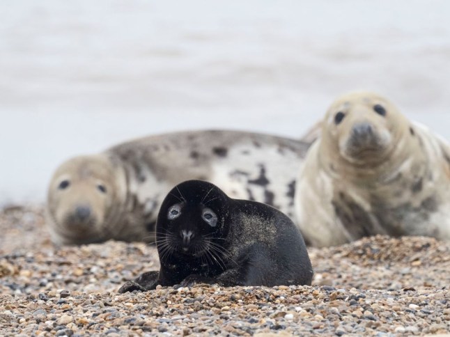 Rarely photographed melanistic Grey Seal, Halichoerus grypus, pup Horsey Norfolk Less than one in 400 pups born annually are melanistic, usually the pups are a creamy white in color