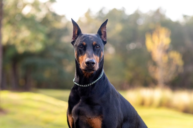 Doberman Pinscher outdoors at a park. beautiful female dobie outside at sunset. Small crop ears with chain. Black and rust, tan dog outside. purebred dog portrait.