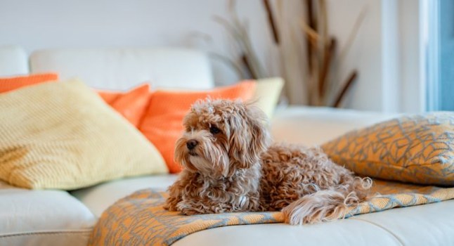 Brown Maltipoo Dog On The Sofa