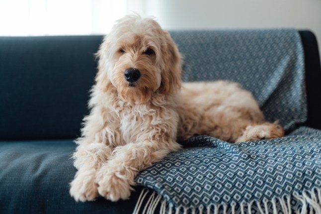 Dog chilling and taking rest on sofa