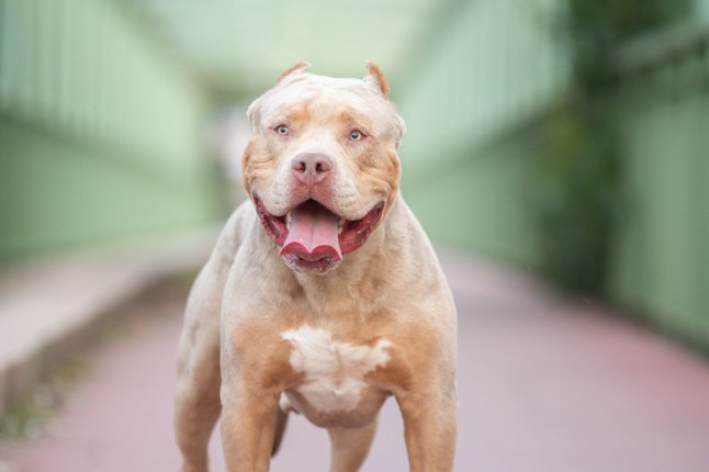 An american bully XL dog in nature