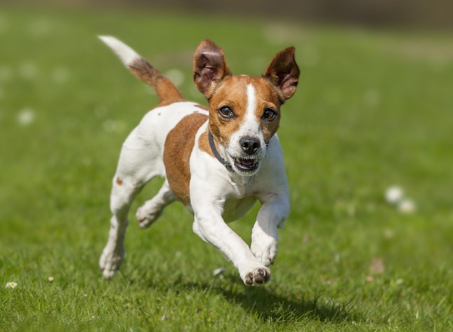 Fast rinning Jack Russel Terrier!