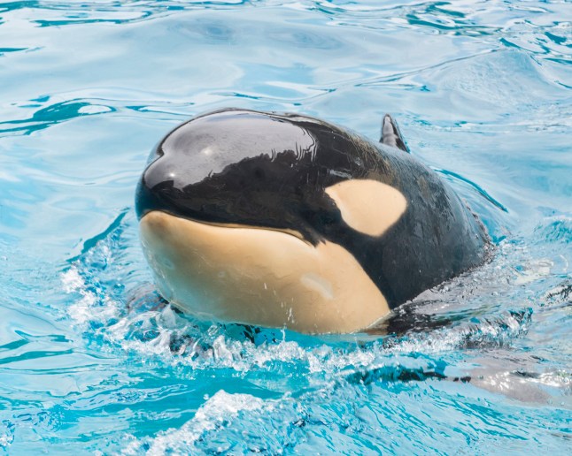 In this March 18, 2015, photo provided by SeaWorld, Amaya, a 6-year-old female orca, swims a the park. Amaya died unexpectedly on Thursday, Aug. 19, 2021, with her animal care specialists by her side in San Diego, Calif. The cause of death will not be known until the results of a post-mortem examination are complete, which may take several weeks. (SeaWorld via AP)
