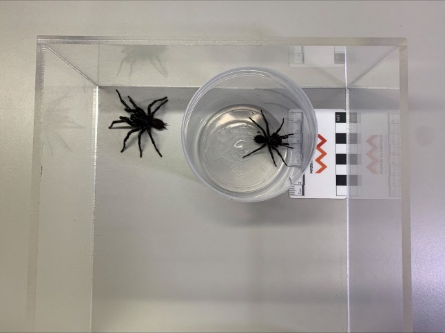 A new species of Funnel Web Spider named Atrax christenseni and nicknamed 'Big Boy' is pictured next to the Sydney Funnel Web Spider in a container at the Australian Museum in Sydney, Australia January 14, 2025. REUTERS/Stefica Nicol Bikes