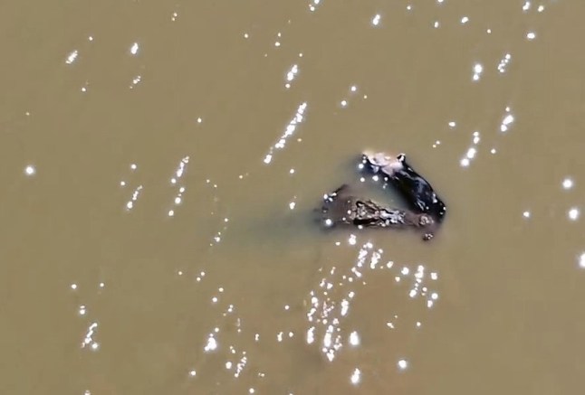 CONTENT WARNING: CONTAINS PICTURES AND VIDEO THAT COULD CAUSE DISTRESS Story from Jam Press (Croc Kills Dog) Pictured: Video grab - Drone captures a crocodile in the river while carrying a pet dog in its mouth. VIDEO: Family heartbroken as drone captures crocodile swimming down river with their pet dog in its mouth A family has been left heartbroken after a crocodile was spotted swimming down a river while carrying their pet dog in its mouth. Minco de Bruin captured shocking drone footage of the heartbreaking moment. He was sitting in his van at the river's edge when he heard a large splash and spotted a giant tail sticking out of the water. Minco pulled out his drone but did not realise that the four-metre-long reptile had a dog in its mouth until he reviewed the footage closer. The pooch turned out to be a one-year-old Rottweiler puppy named Nigel. The dog?s owners tragically found out about the attack after seeing a video on Facebook of the animal swimming away with their beloved pet. The incident took place on 13 January on the Fitzroy River in Rockhampton, Queensland, Australia. Minco, who shot the footage, was visiting from Belgium. The family believed that Nigel was attacked in front of their home in Port Curtis but had not realised what had actually taken place. Queensland?s Department of Environment, Tourism, Science and Innovation is also aware of the video, as reported by NeedToKnow. The government department is urging both locals and visitors in the region to be ?crocwise?. ?Crocs are apex predators that use ambush tactics, such as lying and waiting at the water?s edge, to capture their prey,? they said in a statement. ?Just because you can?t see a croc, doesn?t mean there isn?t one close by. ?Be Crocwise aims to encourage residents and visitors in Croc Country to adopt Be Crocwise behaviours before visiting the water, and when they?re around the water, to reduce their risk of a crocodile attack.? This includes keeping out of the water and staying at least five metres away from the river?s edge. The department also advises being extra cautious at night, dusk and dawn, keeping pets on leads when by water and ensuring children are always supervised. ENDS EDITOR'S NOTE: Video Usage Licence: (NON-EXCLUSIVE) We have obtained a non-exclusive licence from the copyright holder. A copy of the licence is available on request. Video Restrictions: None.