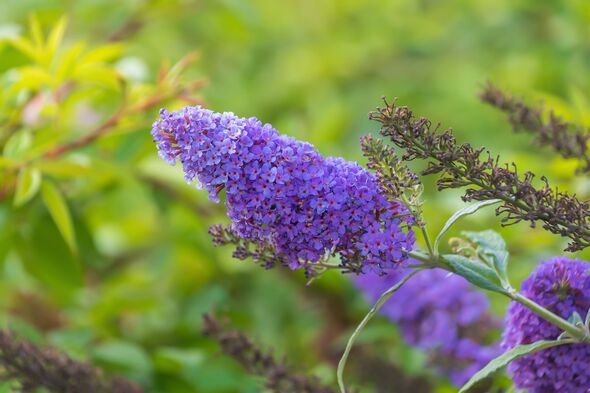 Beautiful blue flowers Buddleja davidii. summer lilac, butterfly-bush, orange eye.