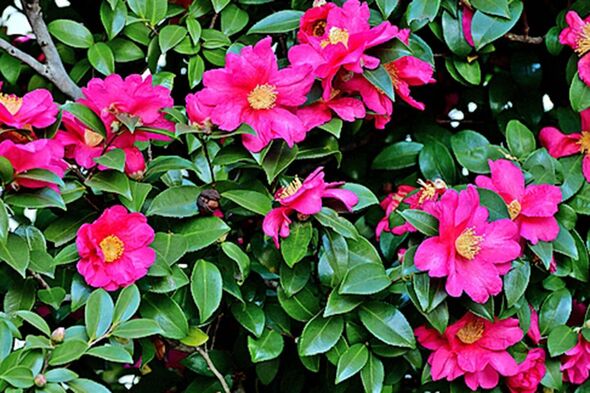 Camellias produce a wonderful show of flowers