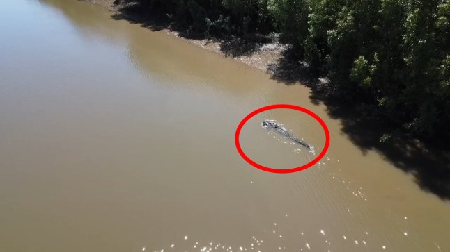 CONTENT WARNING: CONTAINS PICTURES AND VIDEO THAT COULD CAUSE DISTRESS Story from Jam Press (Croc Kills Dog) Pictured: Video grab - Drone captures a crocodile in the river while carrying a pet dog in its mouth. VIDEO: Family heartbroken as drone captures crocodile swimming down river with their pet dog in its mouth A family has been left heartbroken after a crocodile was spotted swimming down a river while carrying their pet dog in its mouth. Minco de Bruin captured shocking drone footage of the heartbreaking moment. He was sitting in his van at the river's edge when he heard a large splash and spotted a giant tail sticking out of the water. Minco pulled out his drone but did not realise that the four-metre-long reptile had a dog in its mouth until he reviewed the footage closer. The pooch turned out to be a one-year-old Rottweiler puppy named Nigel. The dog?s owners tragically found out about the attack after seeing a video on Facebook of the animal swimming away with their beloved pet. The incident took place on 13 January on the Fitzroy River in Rockhampton, Queensland, Australia. Minco, who shot the footage, was visiting from Belgium. The family believed that Nigel was attacked in front of their home in Port Curtis but had not realised what had actually taken place. Queensland?s Department of Environment, Tourism, Science and Innovation is also aware of the video, as reported by NeedToKnow. The government department is urging both locals and visitors in the region to be ?crocwise?. ?Crocs are apex predators that use ambush tactics, such as lying and waiting at the water?s edge, to capture their prey,? they said in a statement. ?Just because you can?t see a croc, doesn?t mean there isn?t one close by. ?Be Crocwise aims to encourage residents and visitors in Croc Country to adopt Be Crocwise behaviours before visiting the water, and when they?re around the water, to reduce their risk of a crocodile attack.? This includes keeping out of the water and staying at least five metres away from the river?s edge. The department also advises being extra cautious at night, dusk and dawn, keeping pets on leads when by water and ensuring children are always supervised. ENDS EDITOR'S NOTE: Video Usage Licence: (NON-EXCLUSIVE) We have obtained a non-exclusive licence from the copyright holder. A copy of the licence is available on request. Video Restrictions: None.