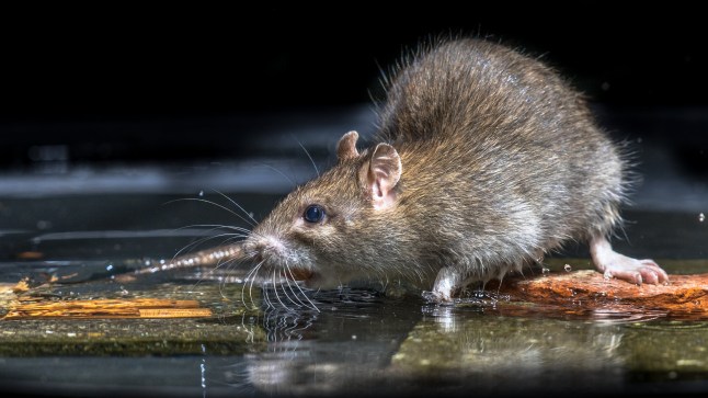 Drug-eating rats invade police evidence room.