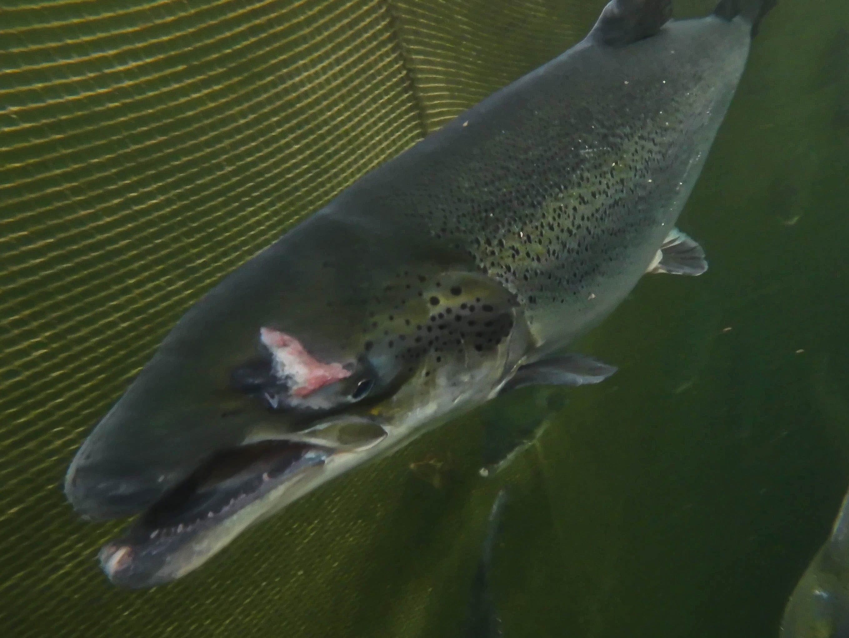 Some fish had injuries to their heads and eyes