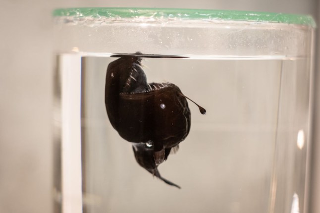 Rare deep-sea anglerfish seen for first time in broad daylight near the coast of Tenerife