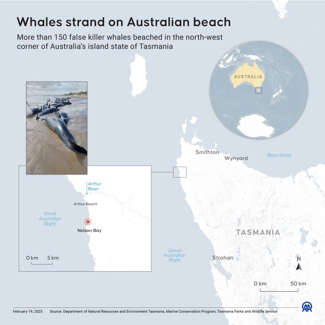 ANKARA, TURKIYE - FEBRUARY 19: An infographic titled "Whales strand on Australian beach" created in Ankara, Turkiye on February 19, 2025. More than 150 false killer whales beached in the north-west corner of Australia's island state of Tasmania. (Photo by Mehmet Yaren Bozgun/Anadolu via Getty Images)