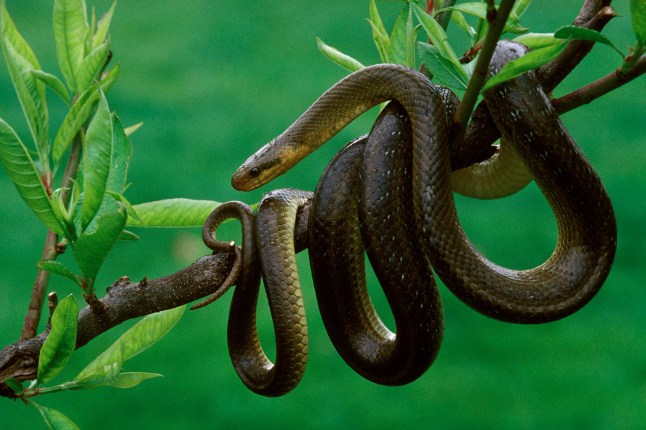 Aesculapian snake (elaphe longissima). (Photo by Michel LUQUET/Gamma-Rapho via Getty Images)