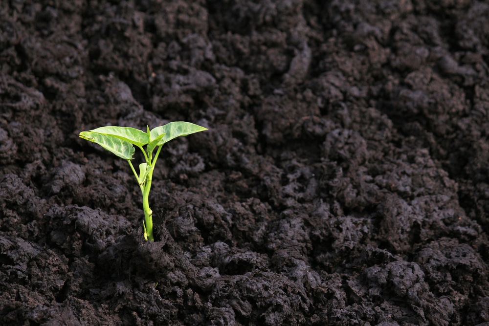How to Combine Fulvic Acid with Traditional Fertilizers for Healthier, Faster-Growing Crops