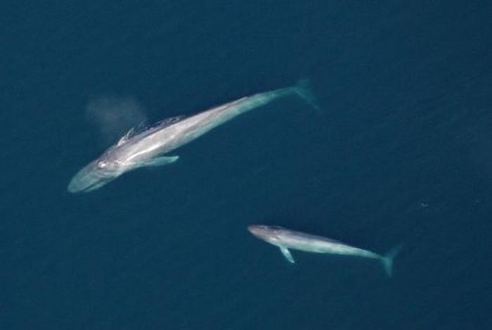 Blue whale mother and calf swimming together in Gulf of California in Baja, Mexico