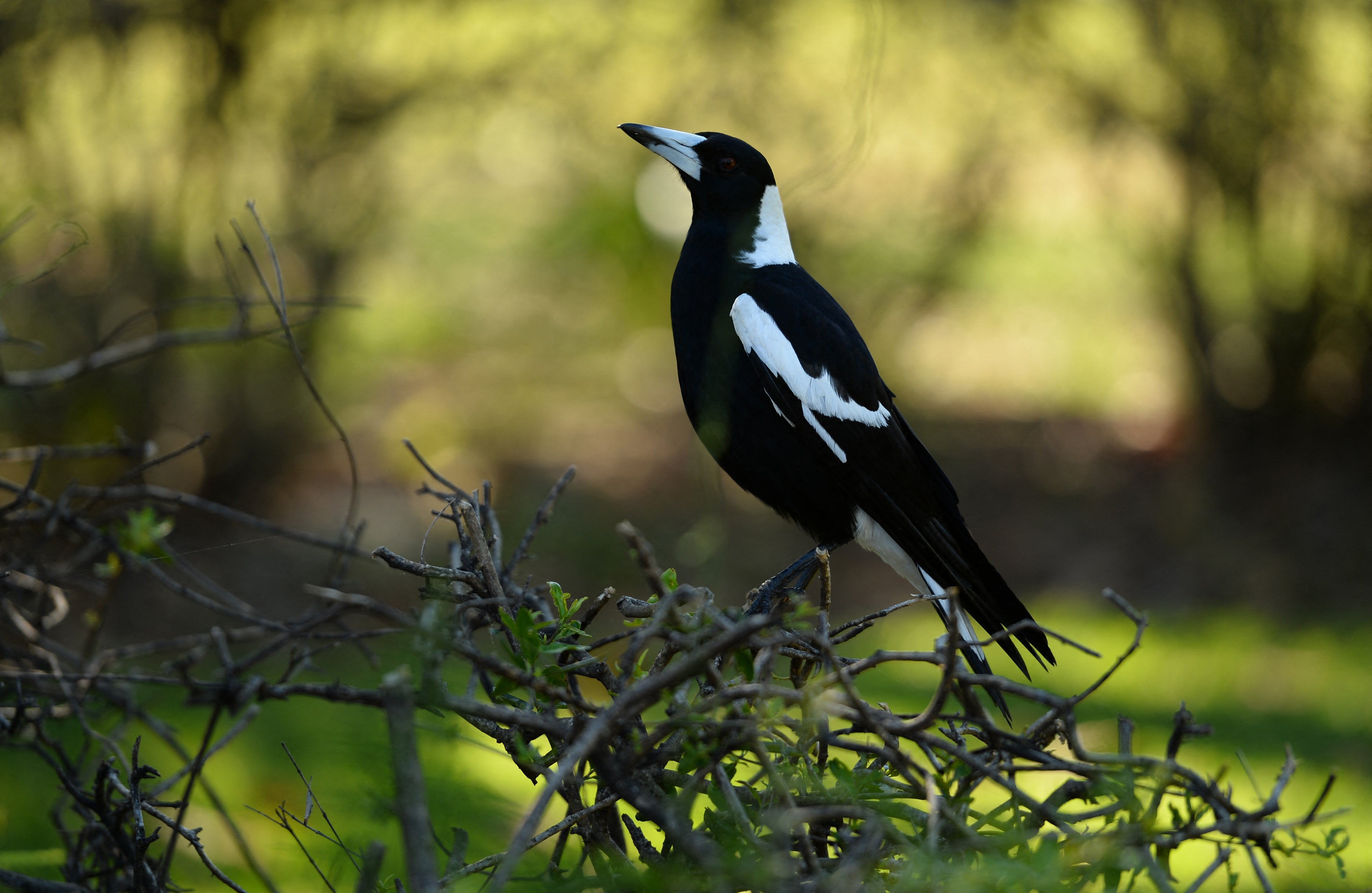Magpie bird sitting on a hedge
