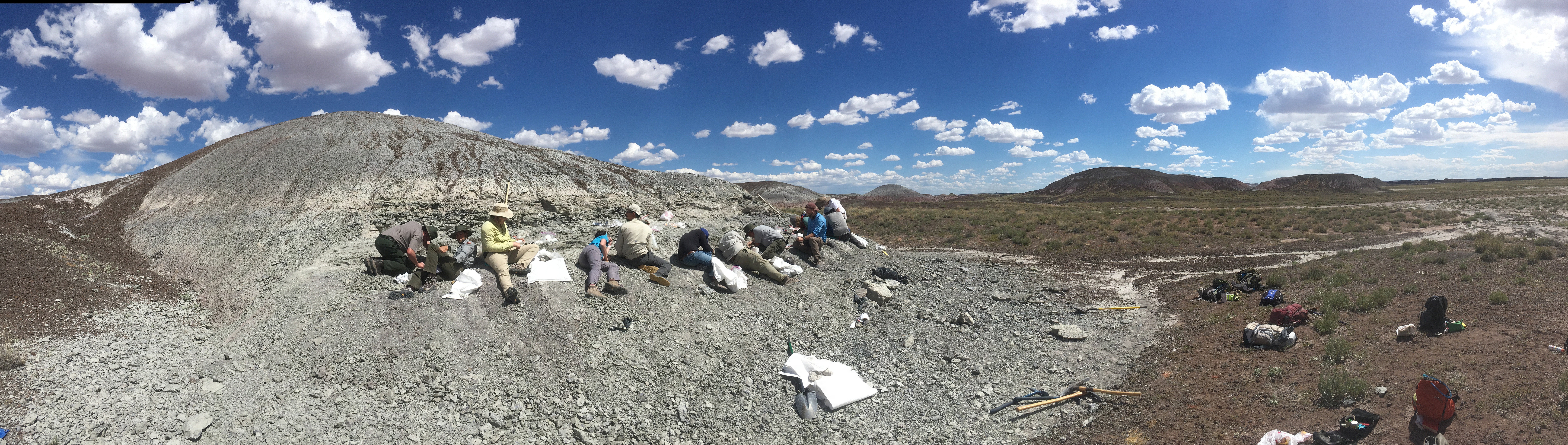 The fossils were discovered in Petrified Forest National Park, Arizona
