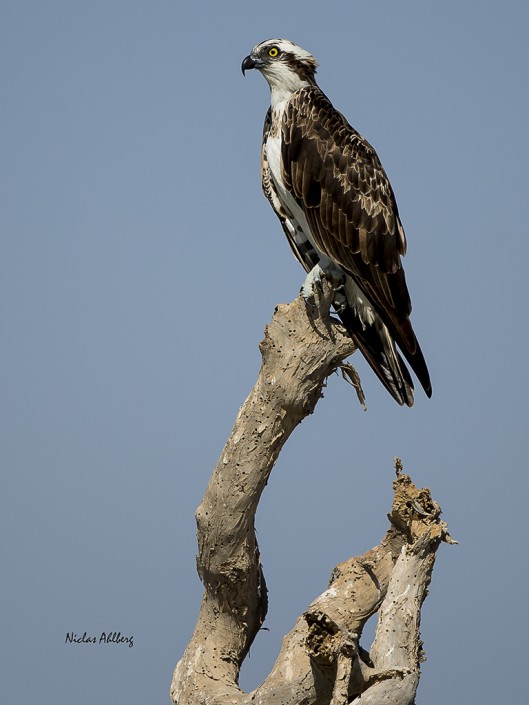 Fiskgjuse, Osprey