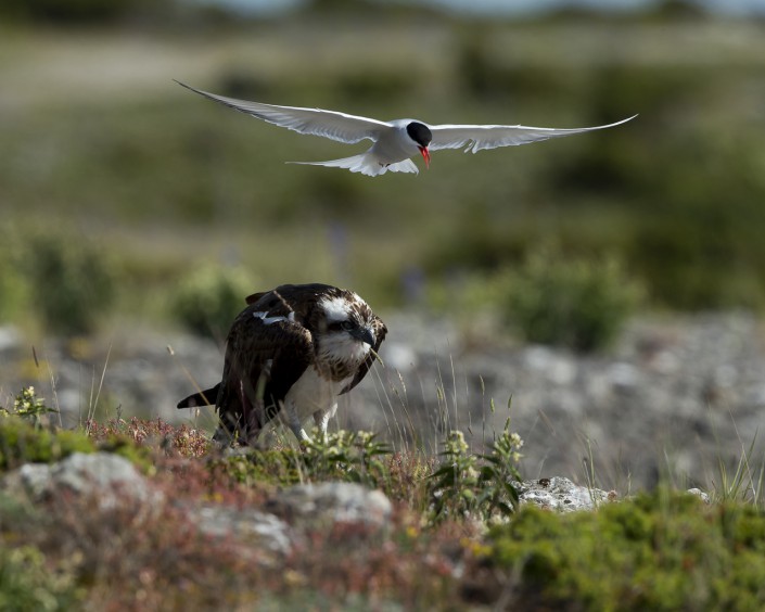 Fiskgjuse, Osprey