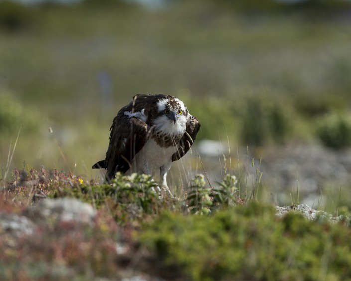 Fiskgjuse, Osprey