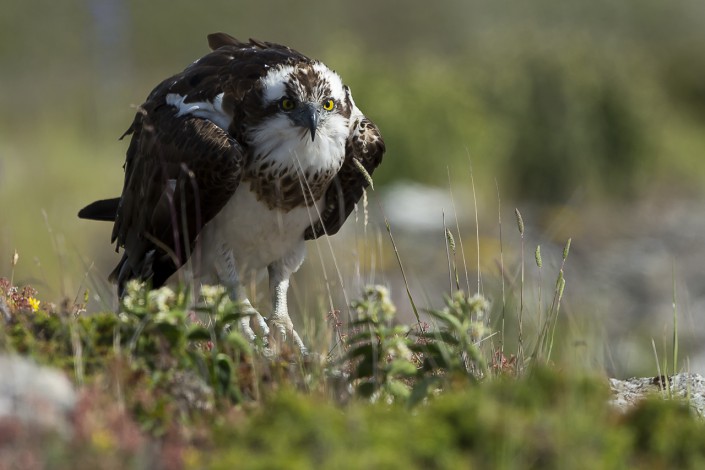 Fiskgjuse, Osprey