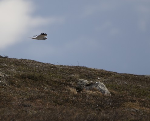 Blå kärrhök