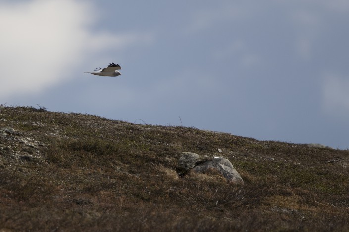 Blå kärrhök