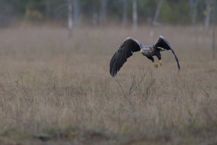 Havsörn