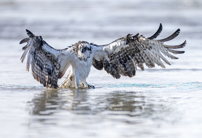 Fiskgjuse, Osprey