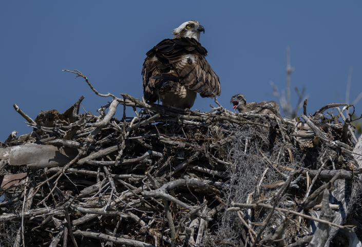 Fiskgjuse, Osprey