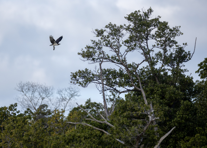 Fiskgjuse, Osprey