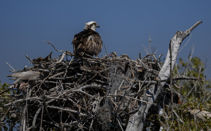 Fiskgjuse, Osprey