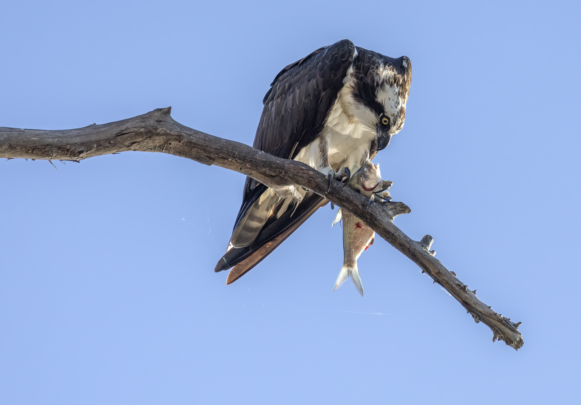 Fiskgjuse, Osprey