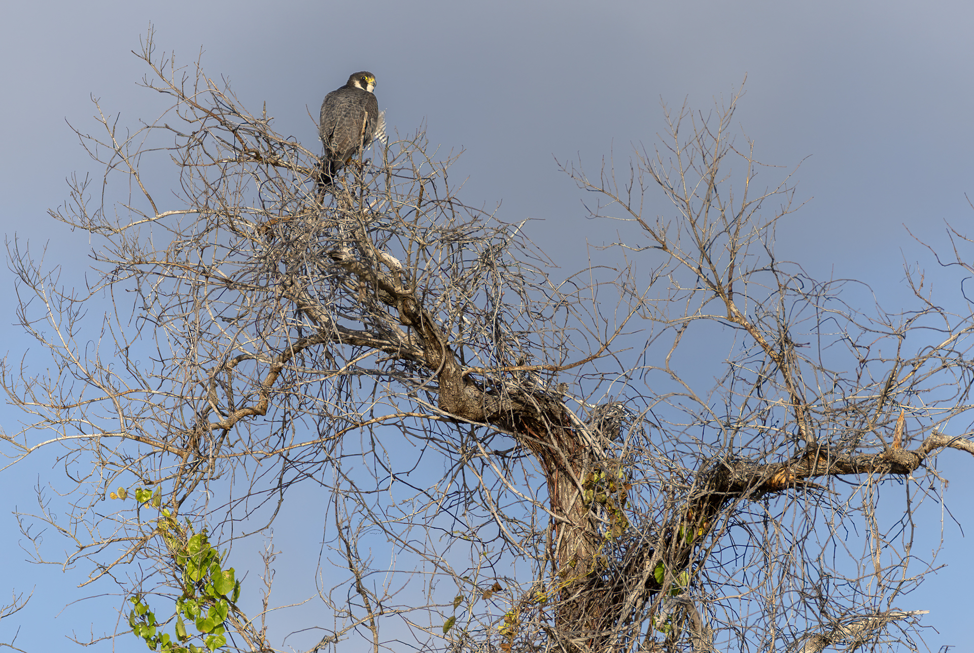 Pilgrimsfalk, Peregrine falcon, Florida