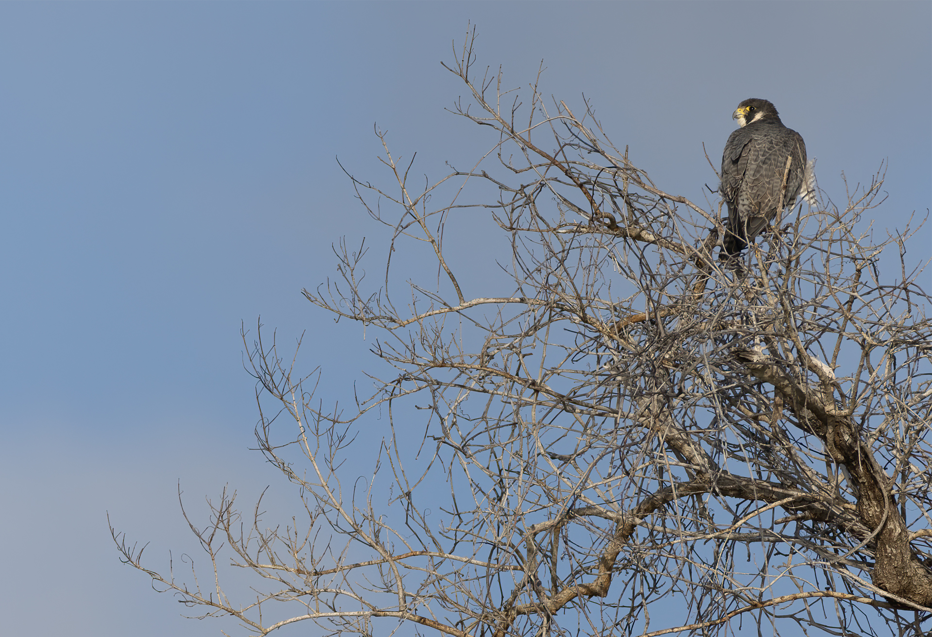 Pilgrimsfalk, Peregrine falcon, Florida