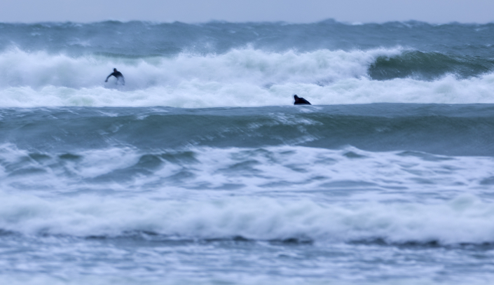 Vågsurf, Surf, Vågor, Gotland