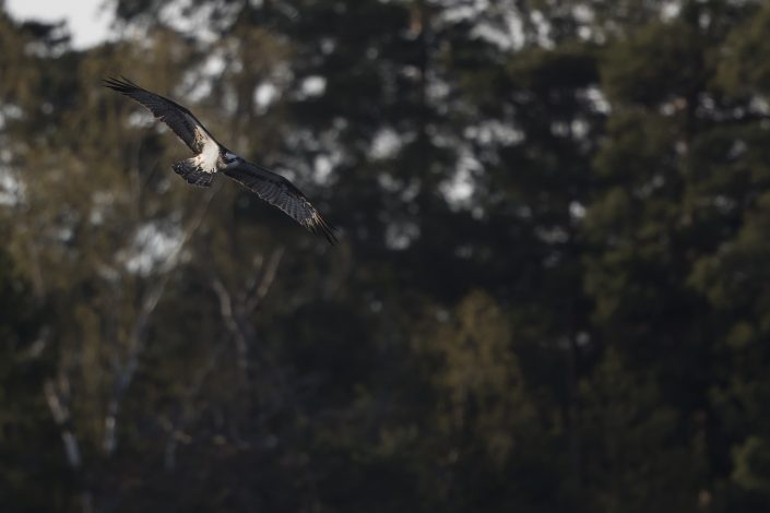 Fiskgjuse, Osprey