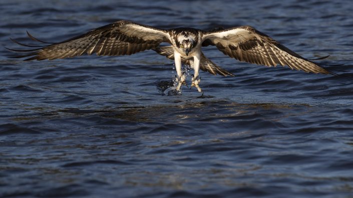 Fiskgjuse, Osprey