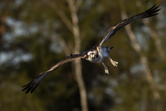 Fiskgjuse, Osprey