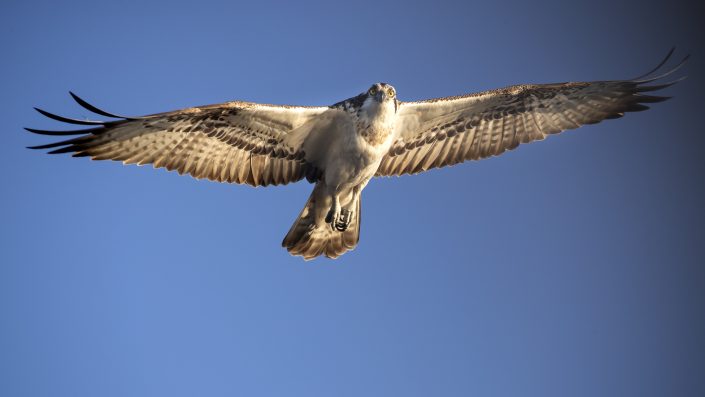 Fiskgjuse, Osprey