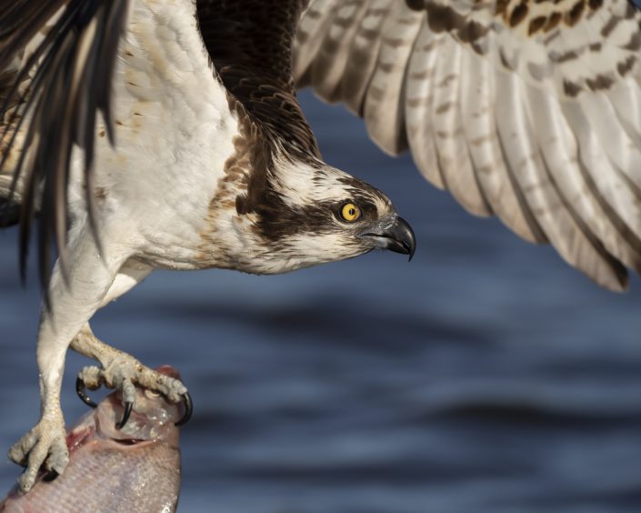 Fiskgjuse, Osprey