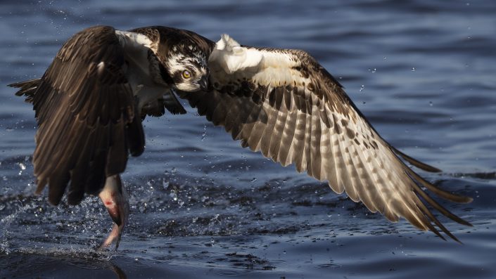 Fiskgjuse, Osprey