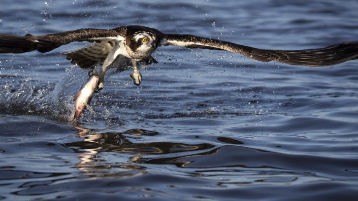 Fiskgjuse, Osprey