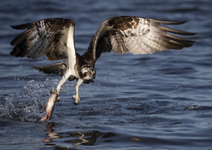 Fiskgjuse, Osprey