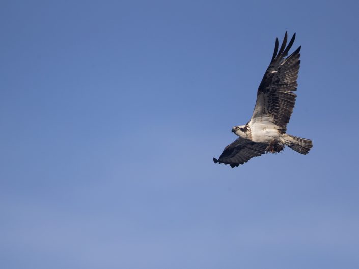 Fiskgjuse, Osprey