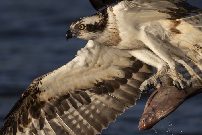 Fiskgjuse, Osprey